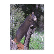 Black Bear Cub Postcard