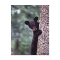 Black Bear Cub Post Cards