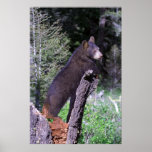 Black Bear Cub Print