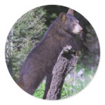 Black Bear Cub Round Sticker
