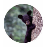 Black Bear Cub t-shirts