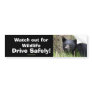 Black Bear Cub Wildlife Supporter Bumper Sticker