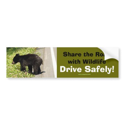 Black Bear Cub Wildlife Supporter Bumper Sticker by HANDPRINTS