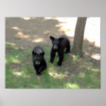 Black bear cubs poster