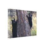black bear cubs stretched canvas prints