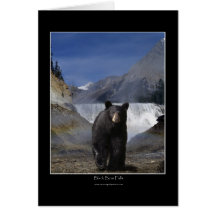 BLACK BEAR FALLS Greeting Cards & Note Cards