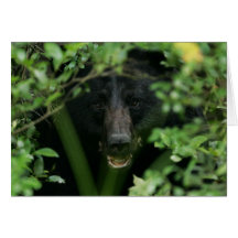 Black Bear Greeting Cards