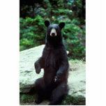 Black bear acrylic cut outs