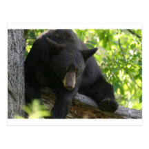 black bear post cards