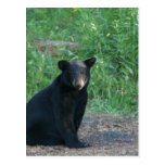 black bear post cards