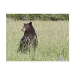Black Bear Postcard