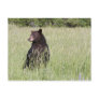 Black Bear Postcard
