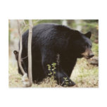 black bear postcards