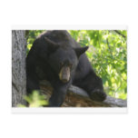 black bear post cards