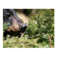 black bear postcard