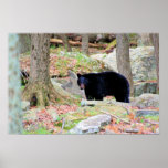 Black Bear Poster