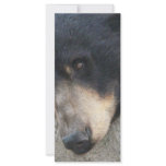 black bear rack cards