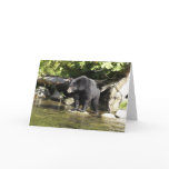 Black Bear "Salmon Spotting" Greeting Card