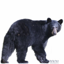 BLACK BEAR (sculpted) Wildlife Magnet Photo Cut Outs