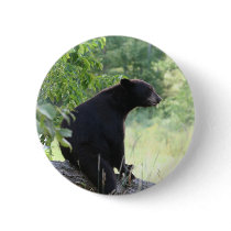 black bear sitting in tree pinback button