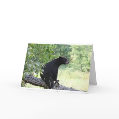 black bear sitting in tree greeting cards by michaelcyr1234