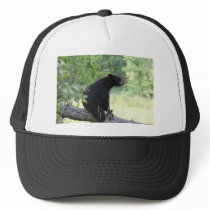black bear sitting in tree hat