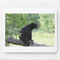 black bear sitting in tree mouse pads