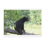 black bear sitting in tree postcard