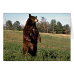 Black Bear standing erect Greeting Cards