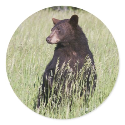 Black Bear Sticker by luv2wander
