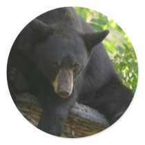 black bear round stickers