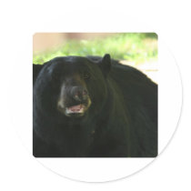 black bear round sticker