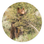 Black Bear Round Sticker