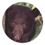 Black Bear Stickers