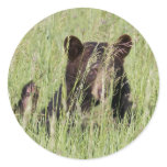 Black Bear Sticker