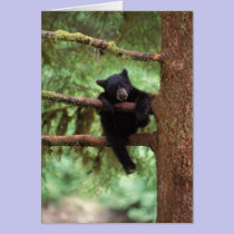 black bear, Ursus americanus, cub in a tree cards