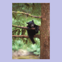 black bear, Ursus americanus, cub in a tree photography