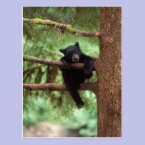 black bear, Ursus americanus, cub in a tree postcards