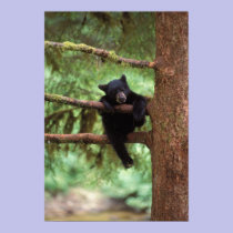 black bear, Ursus americanus, cub in a tree posters