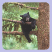 black bear, Ursus americanus, cub in a tree stickers