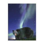 BLACK BEAR Wildlife Postcards