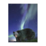 BLACK BEAR Wildlife Postcards