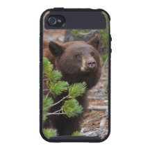 Black Bear with Blonde Colour