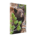 Black Bear with Blonde Colour Stretched Canvas Prints