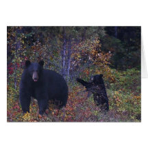 BLACK BEARS Wildlife Greeting Card