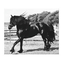Black beauty friesian horse gallery wrap canvas