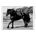 Black Beauty Horse cards