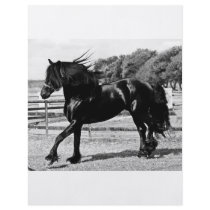 Black Beauty Horse Flyer