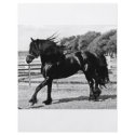 Black Beauty Horse flyers