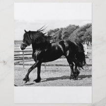 Black Beauty Horse Flyer